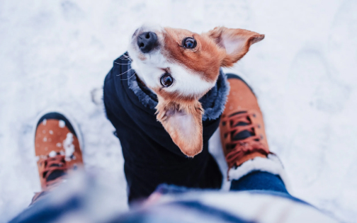 Winter Color Palette Wonders: 10 Curated Color Combos for Designers