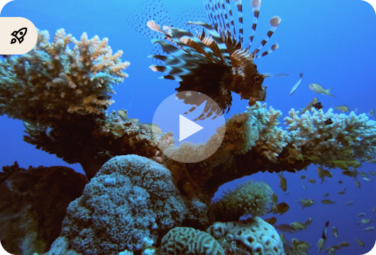Coral Reef
