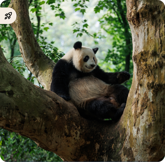 Giant Panda